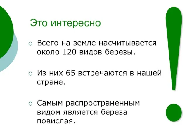 Это интересно Всего на земле насчитывается около 120 видов березы. Из них