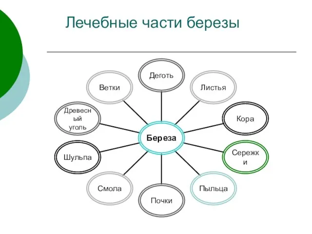 Лечебные части березы