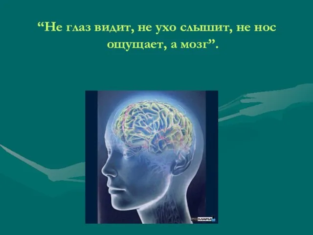 “Не глаз видит, не ухо слышит, не нос ощущает, а мозг”.