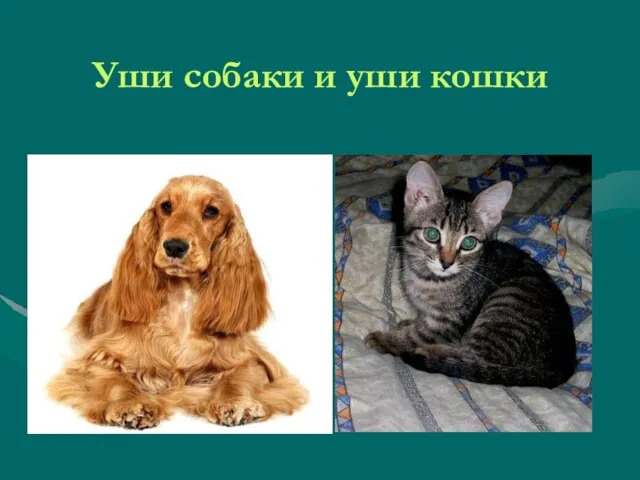 Уши собаки и уши кошки