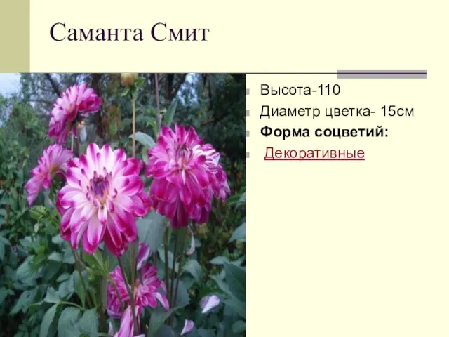 Саманта Смит Высота-110 Диаметр цветка- 15см Форма соцветий: Декоративные