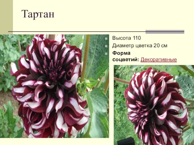 Тартан Высота 110 Диаметр цветка 20 см Форма соцветий: Декоративные