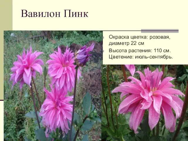 Вавилон Пинк Окраска цветка: розовая, диаметр 22 см Высота растения: 110 см. Цветение: июль-сентябрь.