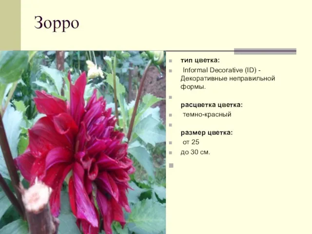 Зорро тип цветка: Informal Decorative (ID) - Декоративные неправильной формы. расцветка цветка: