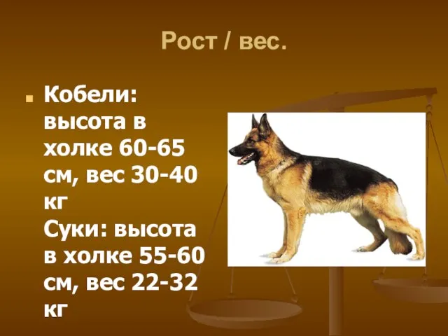 Рост / вес. Кобели: высота в холке 60-65 см, вес 30-40 кг