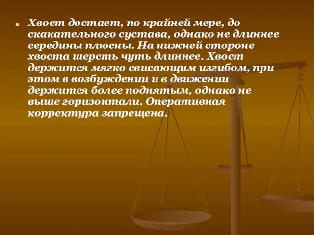 Хвост достает, по крайней мере, до скакательного сустава, однако не длиннее середины