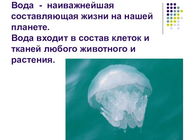 Вода - наиважнейшая составляющая жизни на нашей планете. Вода входит в состав