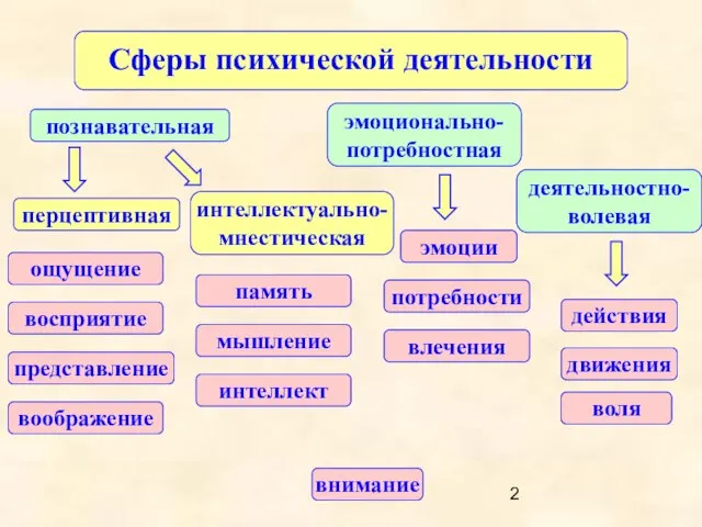 Сферы психической деятельности деятельностно-волевая познавательная эмоционально-потребностная внимание ощущение восприятие представление память мышление