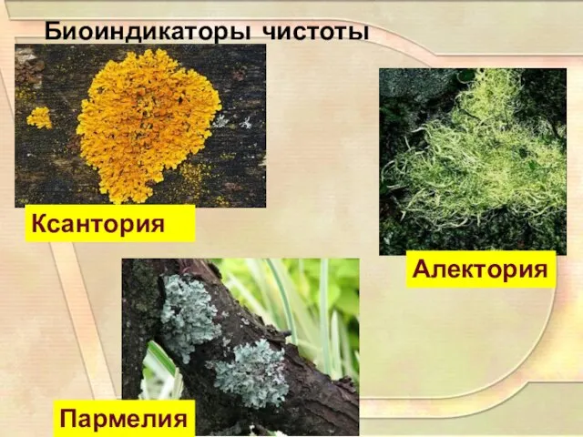 Биоиндикаторы чистоты атмосферы Пармелия Алектория Ксантория