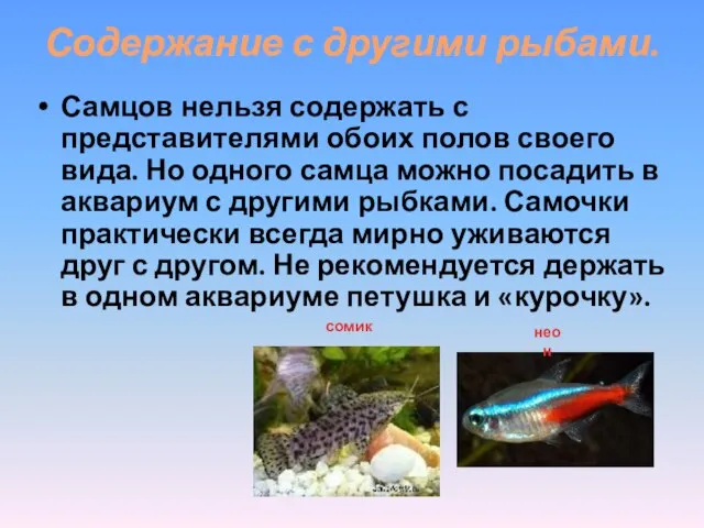 Содержание с другими рыбами. Самцов нельзя содержать с представителями обоих полов своего