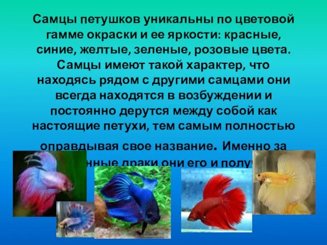 Самцы петушков уникальны по цветовой гамме окраски и ее яркости: красные, синие,