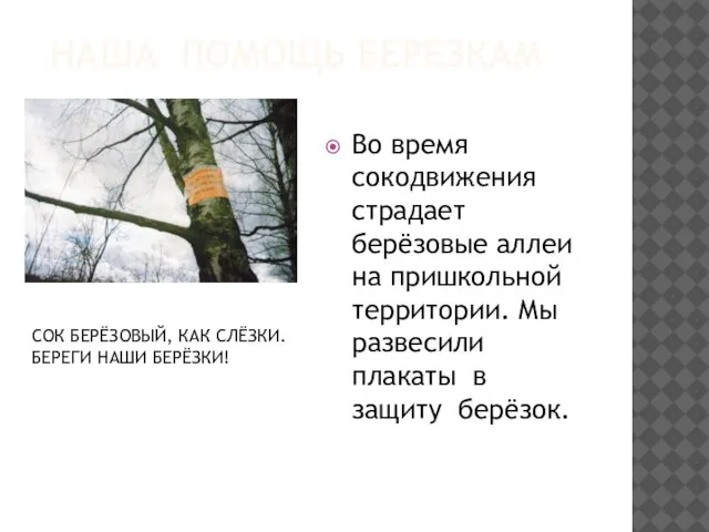 НАША ПОМОЩЬ БЕРЕЗКАМ Во время сокодвижения страдает берёзовые аллеи на пришкольной территории.