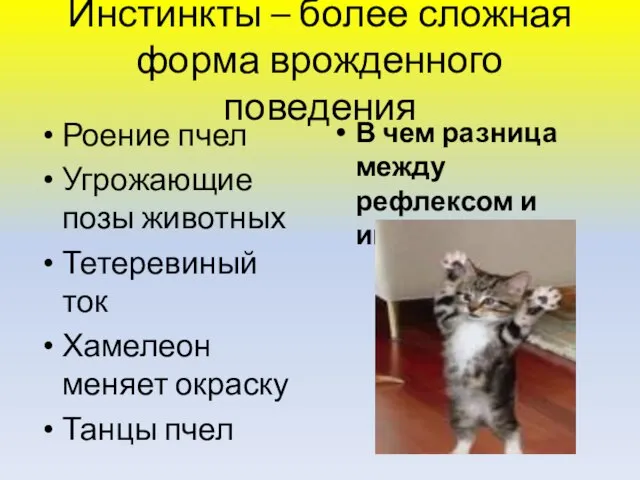 Инстинкты – более сложная форма врожденного поведения Роение пчел Угрожающие позы животных