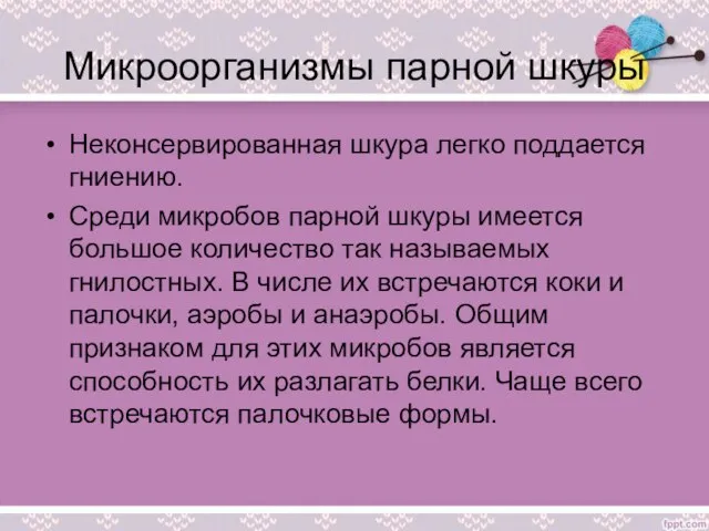 Микроорганизмы парной шкуры Неконсервированная шкура легко поддается гниению. Среди микробов парной шкуры