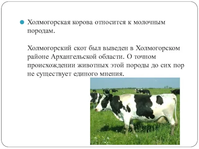 Холмогорская корова относится к молочным породам. Холмогорский скот был выведен в Холмогорском