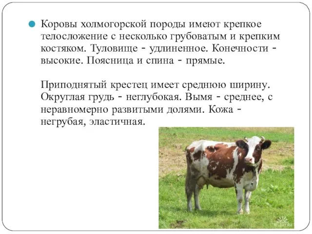 Коровы холмогорской породы имеют крепкое телосложение с несколько грубоватым и крепким костяком.
