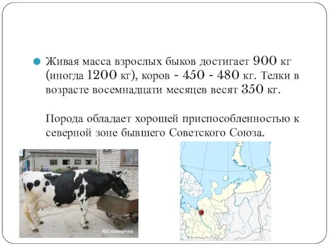 Живая масса взрослых быков достигает 900 кг (иногда 1200 кг), коров -