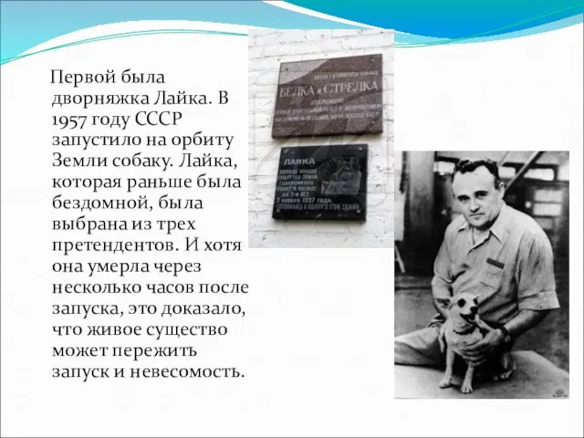 Первой была дворняжка Лайка. В 1957 году СССР запустило на орбиту Земли