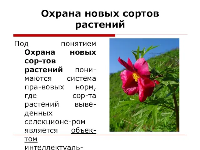 Охрана новых сортов растений Под понятием Охрана новых сор-тов растений пони-маются система