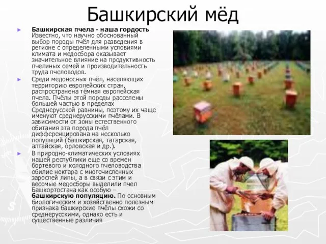 Башкирский мёд Башкирская пчела - наша гордость Известно, что научно обоснованный выбор