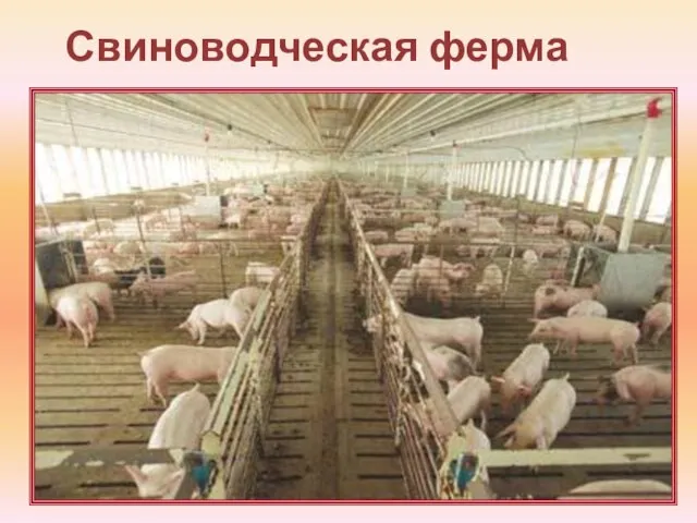Свиноводческая ферма