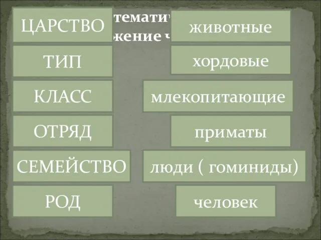 Систематическое положение человека ЦАРСТВО хордовые ТИП РОД животные КЛАСС ОТРЯД СЕМЕЙСТВО млекопитающие