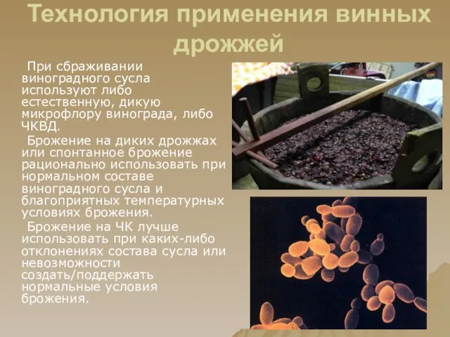 Технология применения винных дрожжей При сбраживании виноградного сусла используют либо естественную, дикую