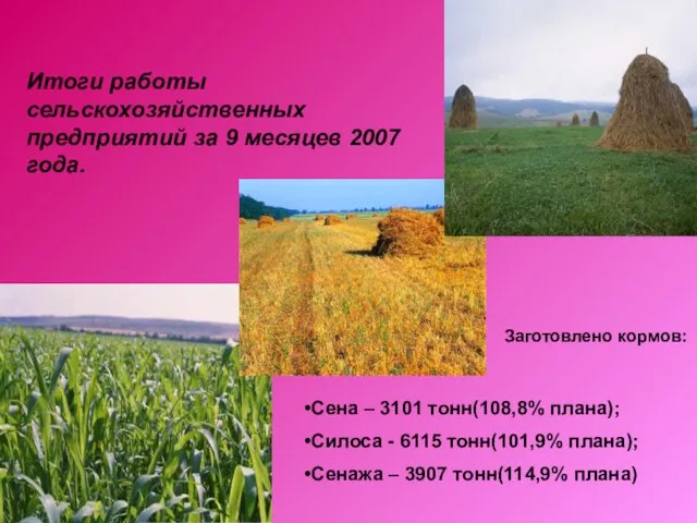 Итоги работы сельскохозяйственных предприятий за 9 месяцев 2007 года. Сена – 3101