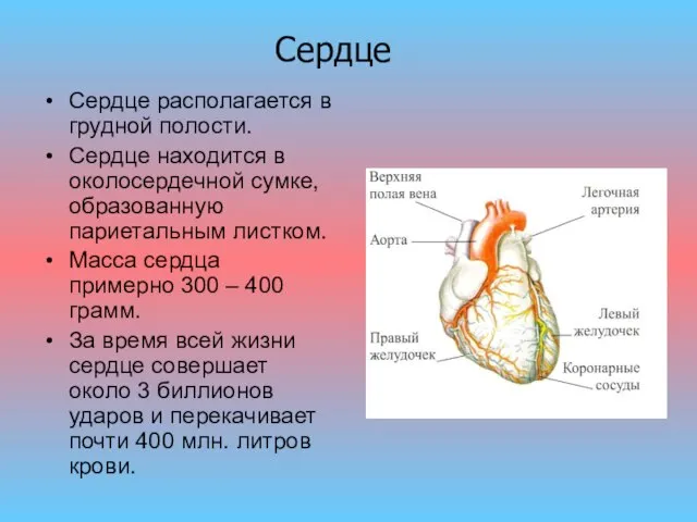 Сердце располагается в грудной полости. Сердце находится в околосердечной сумке, образованную париетальным