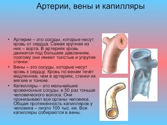 Артерии, вены и капилляры Артерии – это сосуды, которые несут кровь от