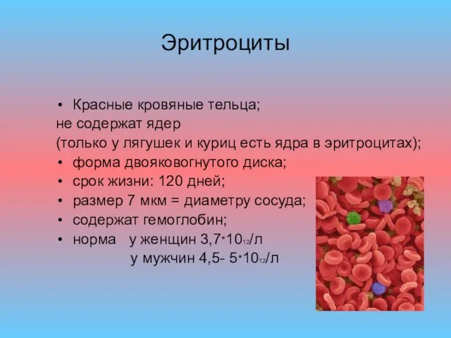Эритроциты Красные кровяные тельца; не содержат ядер (только у лягушек и куриц