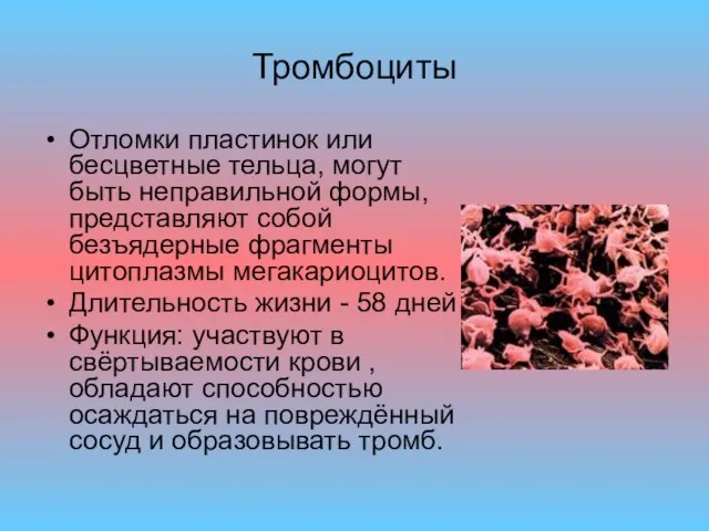 Тромбоциты Отломки пластинок или бесцветные тельца, могут быть неправильной формы, представляют собой