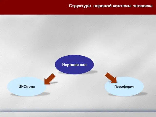 Структура нервной системы человека ЦНС(голо Периферич Нервная сис