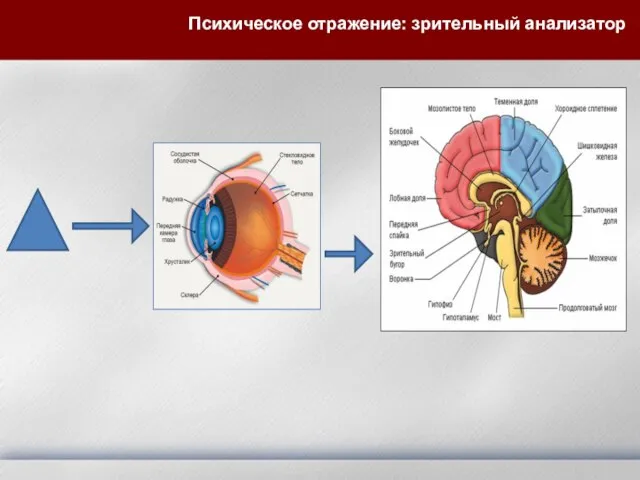 Психическое отражение: зрительный анализатор