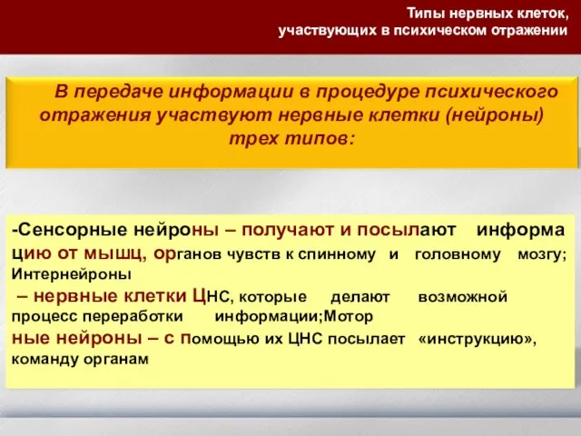 -Сенсорные нейроны – получают и посылают информа цию от мышц, органов чувств