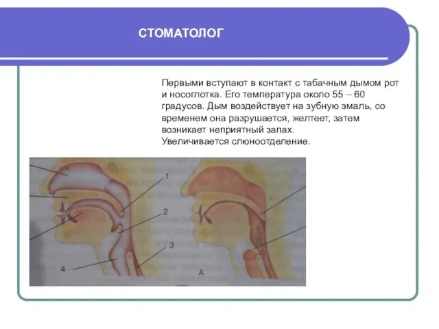 СТОМАТОЛОГ Первыми вступают в контакт с табачным дымом рот и носоглотка. Его