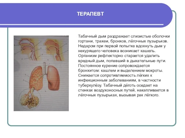 ТЕРАПЕВТ Табачный дым раздражает слизистые оболочки гортани, трахеи, бронхов, лёгочных пузырьков. Недаром