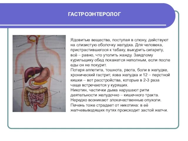 ГАСТРОЭНТЕРОЛОГ Ядовитые вещества, поступая в слюну, действуют на слизистую оболочку желудка. Для