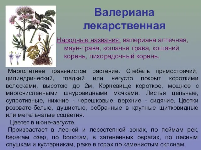 Валериана лекарственная Народные названия: валериана аптечная, маун-трава, кошачья трава, кошачий корень, лихорадочный