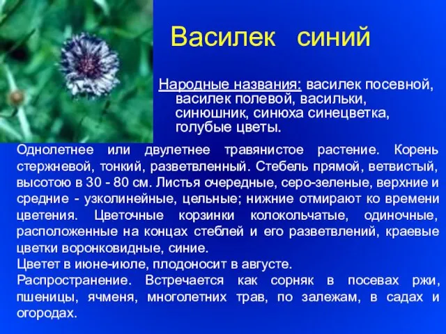 Василек синий Народные названия: василек посевной, василек полевой, васильки, синюшник, синюха синецветка,