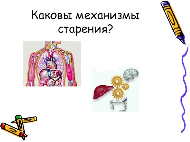 Каковы механизмы старения?