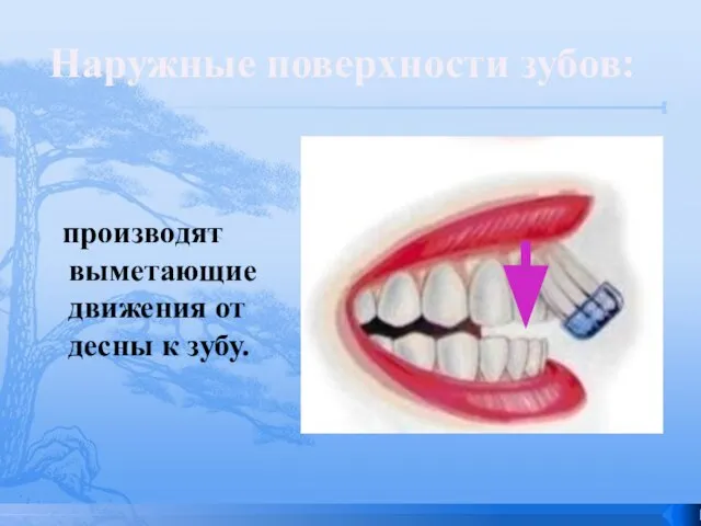 производят выметающие движения от десны к зубу. Наружные поверхности зубов: