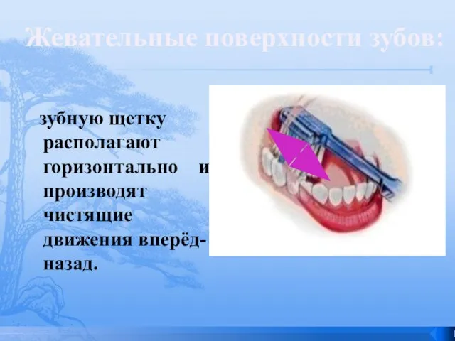 зубную щетку располагают горизонтально и производят чистящие движения вперёд-назад. Жевательные поверхности зубов: