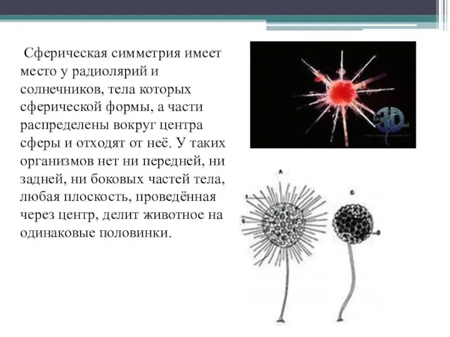 Сферическая симметрия имеет место у радиолярий и солнечников, тела которых сферической формы,