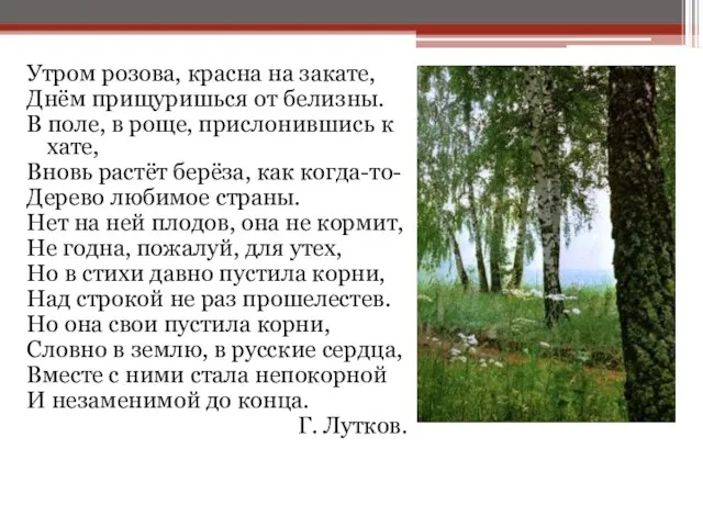 Утром розова, красна на закате, Днём прищуришься от белизны. В поле, в