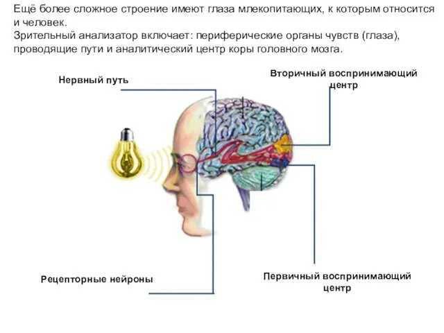 Нервный путь Вторичный воспринимающий центр Первичный воспринимающий центр Рецепторные нейроны Ещё более