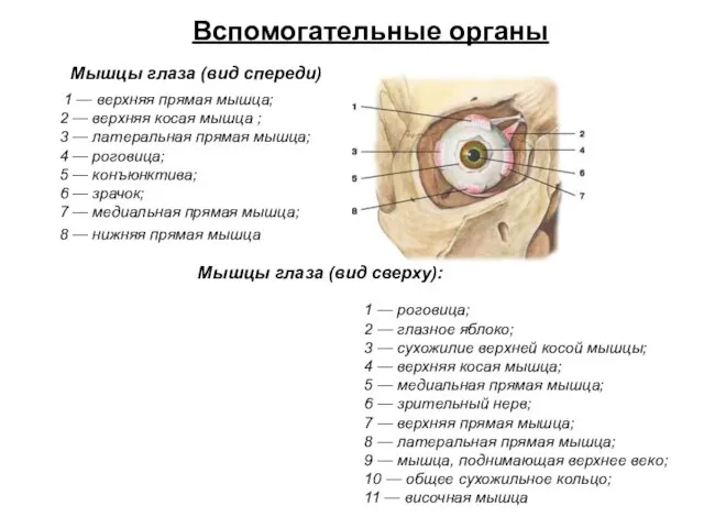 1 — верхняя прямая мышца; 2 — верхняя косая мышца ; 3