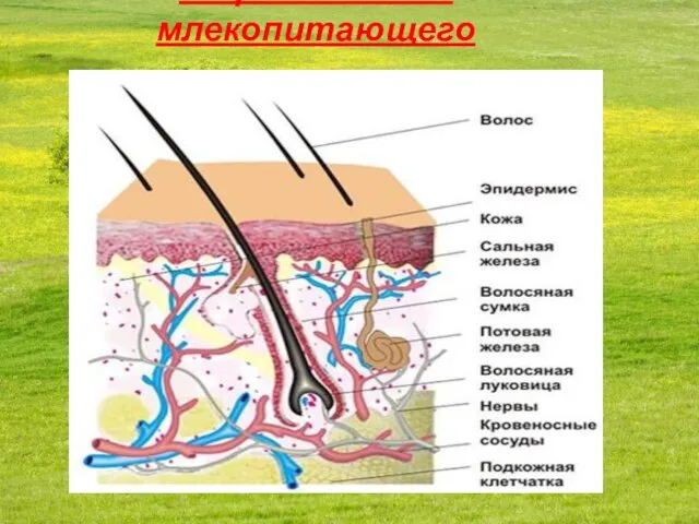 Строение кожи млекопитающего