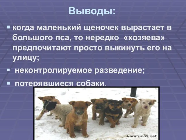 Выводы: когда маленький щеночек вырастает в большого пса, то нередко «хозяева» предпочитают