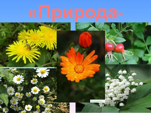 «Природа-лекарь»